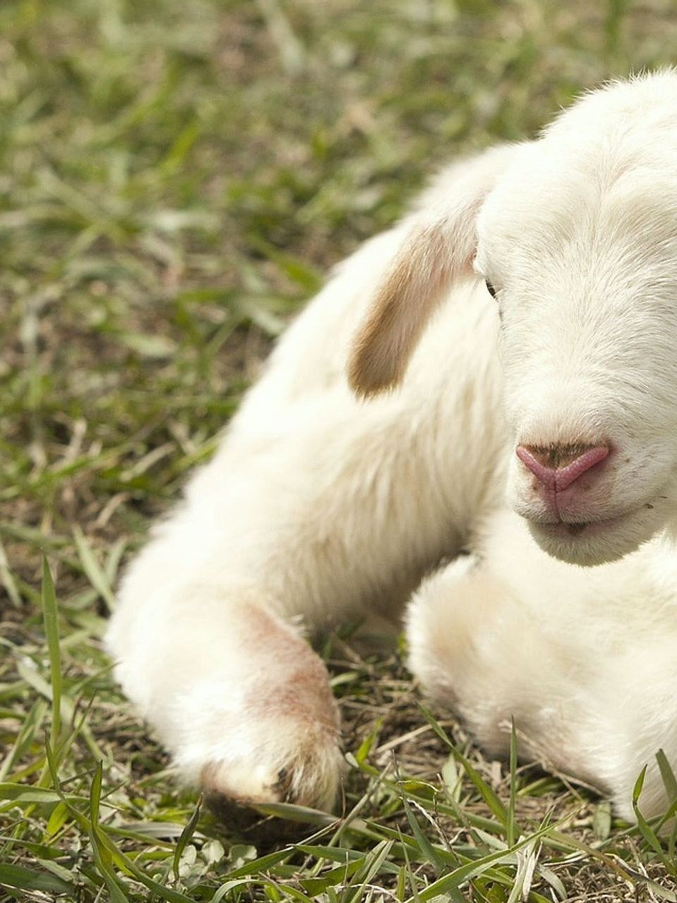 The Farm Bundle